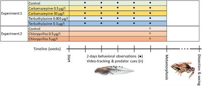 Sex Reversal and Performance in Fitness-Related Traits During Early Life in Agile Frogs